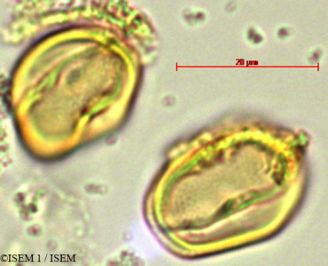 ISEM 1/Abatia_canescens_28095/Abatia_canescens_28095_0001(copy)_thumb.jpg